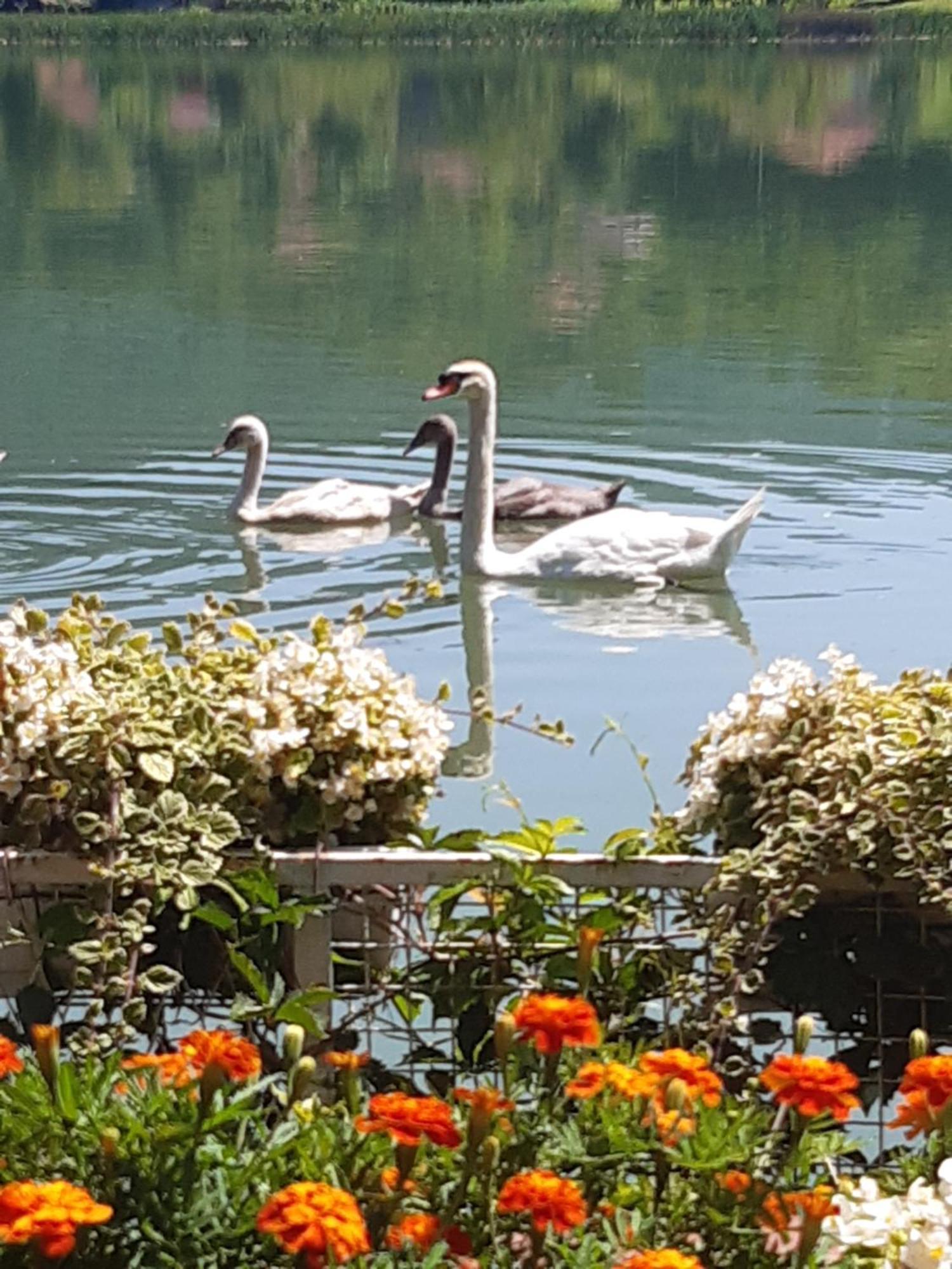 Vila Oaza - Zvornicko Jezero Zvornik Zewnętrze zdjęcie